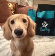 Personalized Pet with Paws
